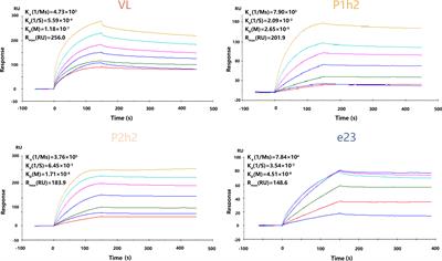 Humanized single-domain antibody targeting HER2 enhances function of chimeric antigen receptor T cells